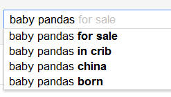 Baby Pandas for Sale Search from Nina Hale Inc